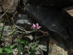 Erodium laciniatum