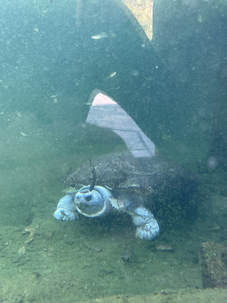 Turtles and Tortoises from Fresno Chaffee Zoo, Fresno, CA, US on