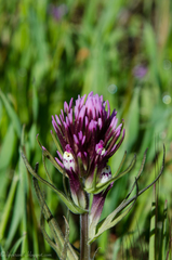 Castilleja densiflora