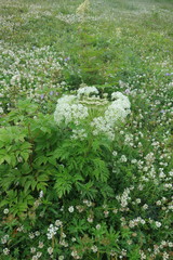 Pleurospermum uralense