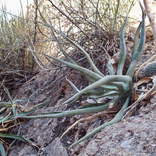 Agave chrysoglossa