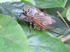 Cryptotympana mandarina