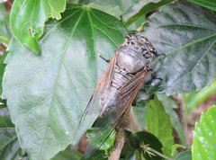 Cryptotympana mandarina