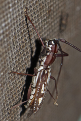 Olenecamptus dominus