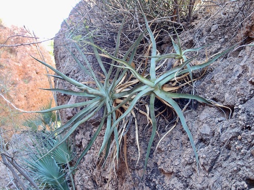 Agave chrysoglossa