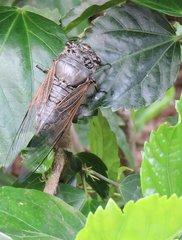 Cryptotympana mandarina