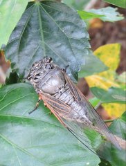 Cryptotympana mandarina