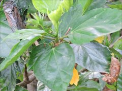 Cryptotympana mandarina