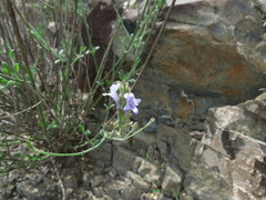 Lavandula subnuda