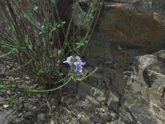 Lavandula subnuda