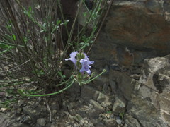 Lavandula subnuda