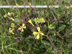 Raphanus raphanistrum