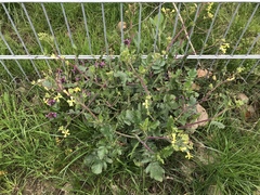 Raphanus raphanistrum