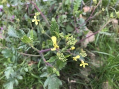 Raphanus raphanistrum