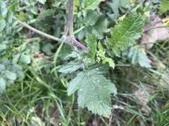 Raphanus raphanistrum