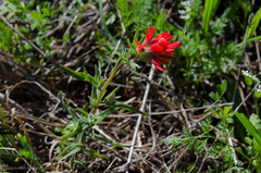 Castilleja affinis