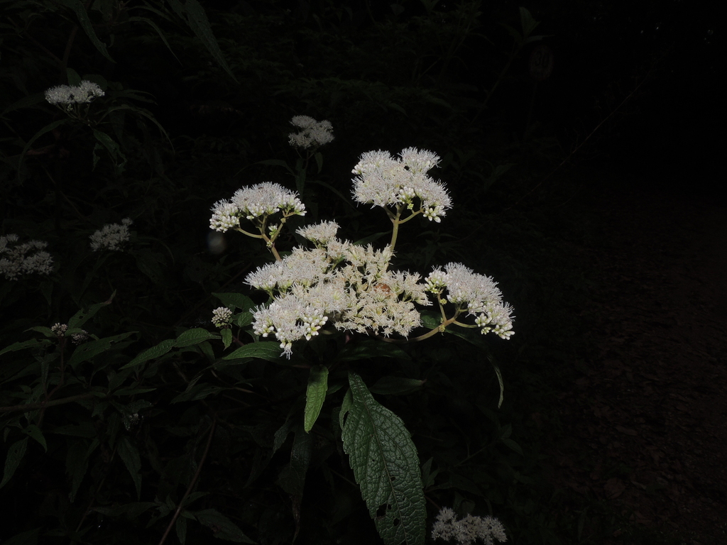 Whiteweed