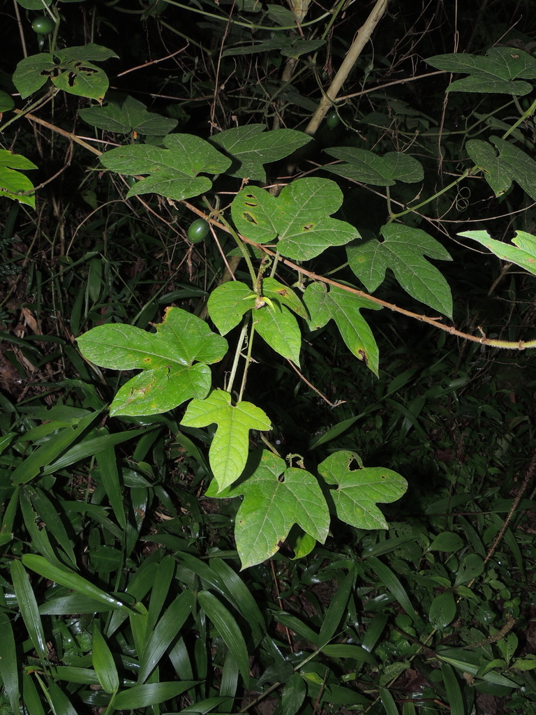 Cayaponia pilosa