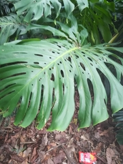 Monstera deliciosa