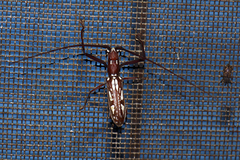 Olenecamptus dominus