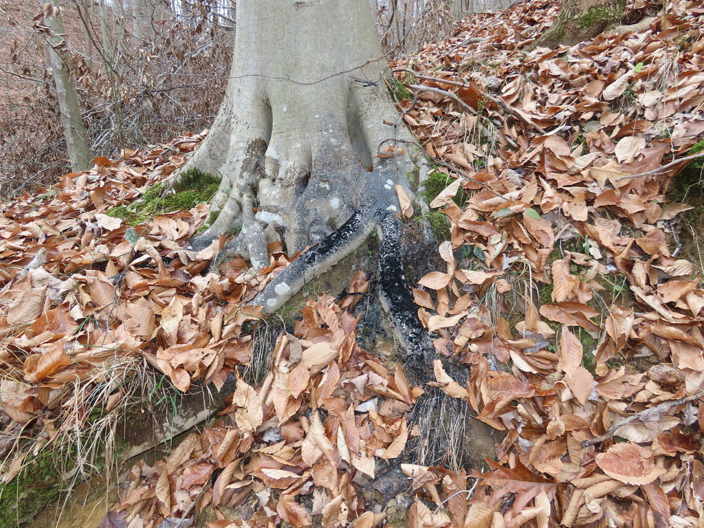 Honeydew Eater in December 2023 by Chuck Cantley · iNaturalist