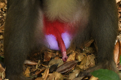 Mandrill (Mandrillus sphinx)