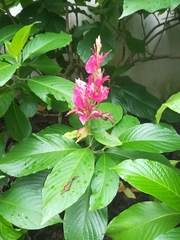 Megaskepasma erythrochlamys