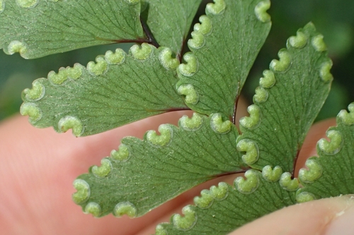 Image of Adiantum fulvum by (c) Oscar Dove, some rights reserved (CC BY)