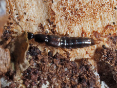Gabrius splendidulus