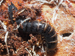 Stenagostus rhombeus