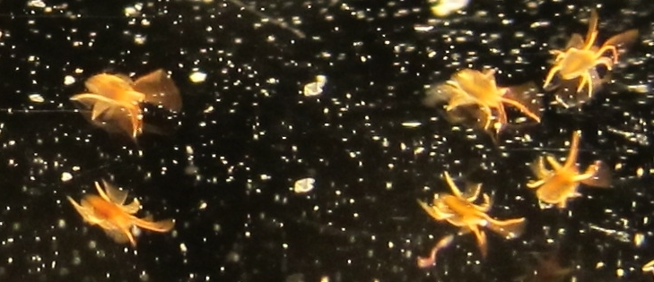 clover mite