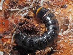 Stenagostus rhombeus