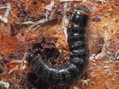 Stenagostus rhombeus