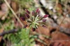 Chaerophyllum eriopodum