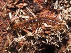Lithobius tenebrosus