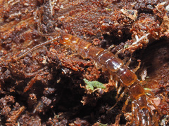 Lithobius tenebrosus