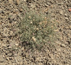 Monardella linoides sierrae