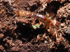 Lithobius tenebrosus