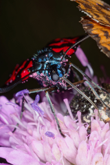 Zygaena filipendulae