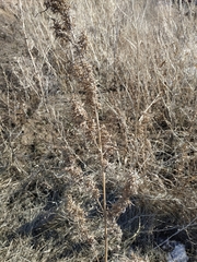 Cannabis sativa spontanea