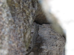 Pristurus