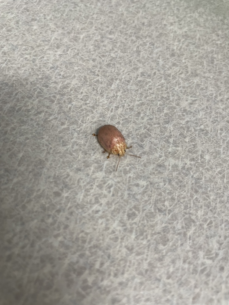 Dotted Paropsine Leaf Beetle from Cerritos College, Cerritos, CA, US on ...