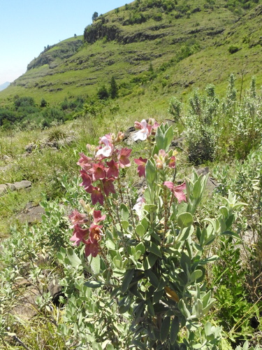 Image of Salvia dolomitica by (c) katuchka, some rights reserved (CC BY)