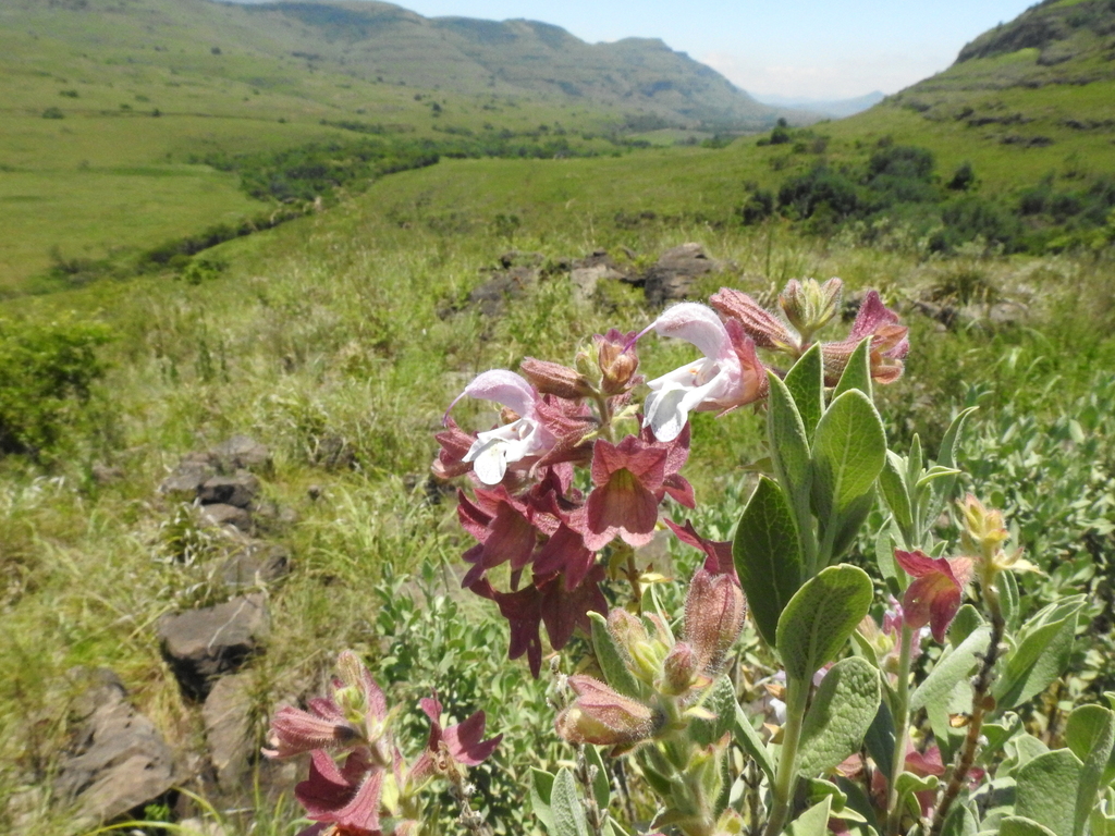 Salvia dolomitica; photograph (c) katuchka, some rights reserved (CC BY)