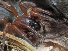 Coelotinae
