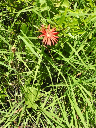 Gerbera jamesonii