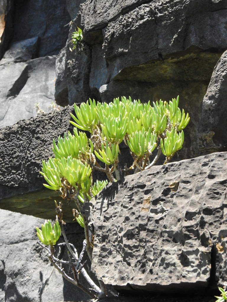 Senecio barbertonicus