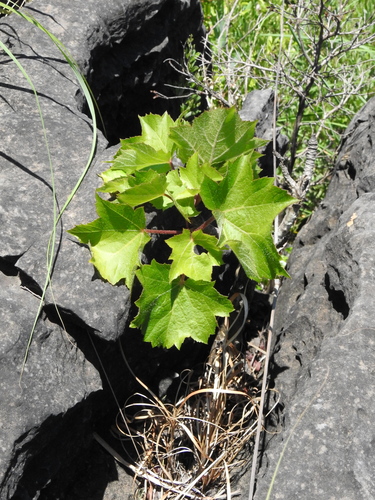False Carrot-Tree (Seemannaralia gerrardii)