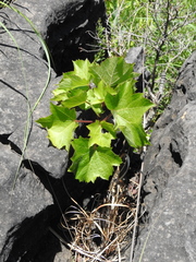Seemannaralia (Seemannaralia)