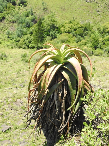 Image of Aloe alooides by (c) katuchka, some rights reserved (CC BY)